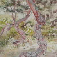 Pins tordus II
																( 50x60 )
																(collection privée)