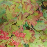 Prémices d'automne 50x50