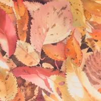 sous mes pas 2 (50x60)