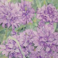 Les campanules  50x60