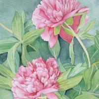 Les pivoines  (40x50) collection privée