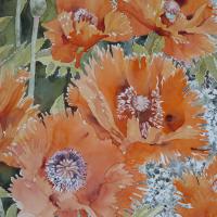 Pavots d'orient ( 50x60)